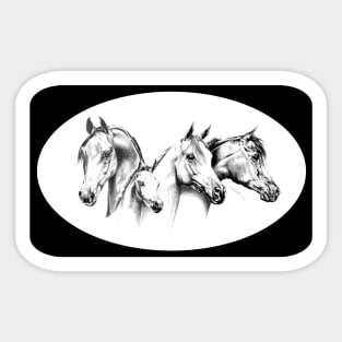 Pencil art. Four Arabian Horse heads. Sticker